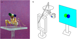 Illustration for article titled Scientists Gave Praying Mantises Tiny 3D Glasses to Prove They Have 3D Vision
